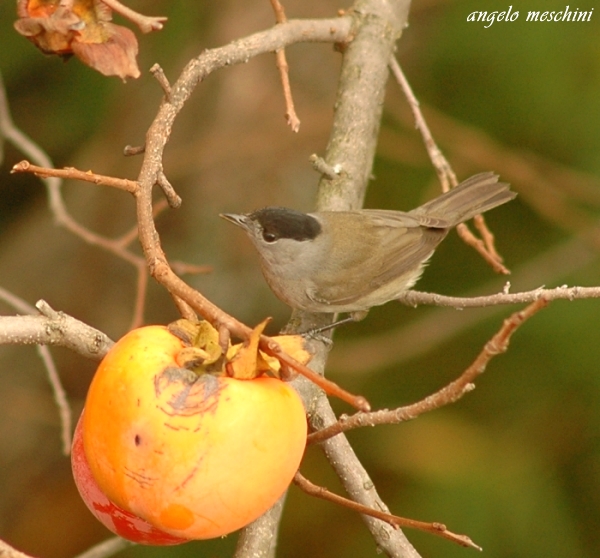 Capinera, Sylvia atricapilla. dieta nella stagione di mezzo.